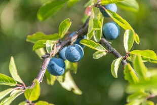 蓝莓