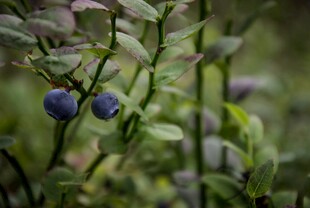蓝莓