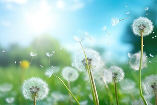 创意草地露珠蓝天吹散的蒲公英