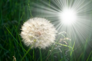 创意草地露珠蓝天吹散的蒲公英