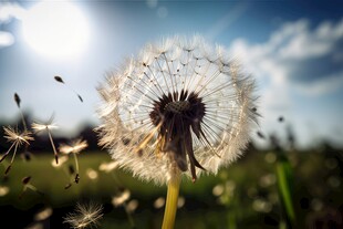 创意草地露珠蓝天吹散的蒲公英