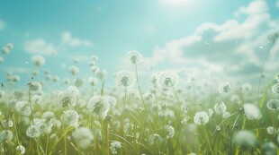 创意草地露珠蓝天吹散的蒲公英