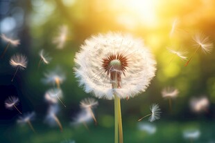 创意草地露珠蓝天吹散的蒲公英