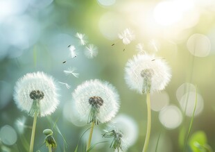 创意草地露珠蓝天吹散的蒲公英