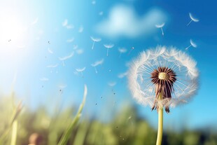 创意草地露珠蓝天吹散的蒲公英