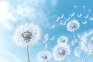 创意草地露珠蓝天吹散的蒲公英