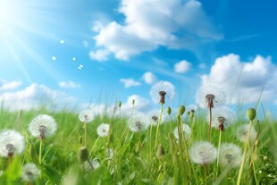 创意草地露珠蓝天吹散的蒲公英