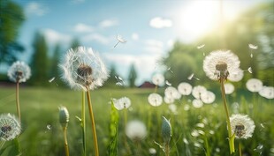 创意草地露珠蓝天吹散的蒲公英