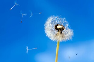 创意草地露珠蓝天吹散的蒲公英