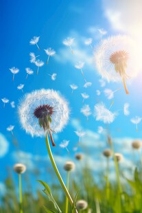 创意草地露珠蓝天吹散的蒲公英
