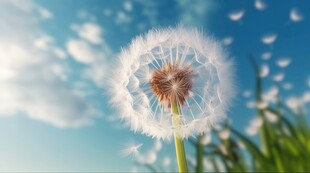 创意草地露珠蓝天吹散的蒲公英