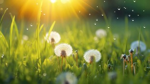 创意草地露珠蓝天吹散的蒲公英