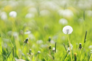 创意草地露珠蓝天吹散的蒲公英
