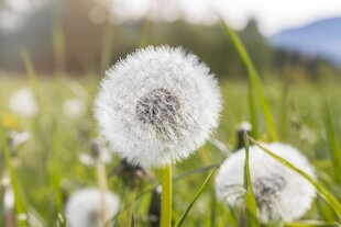 创意草地露珠蓝天吹散的蒲公英