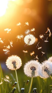 创意草地露珠蓝天吹散的蒲公英