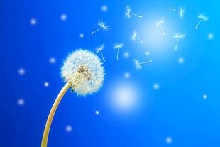 创意草地露珠蓝天吹散的蒲公英