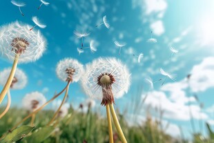 创意草地露珠蓝天吹散的蒲公英