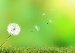 创意草地露珠蓝天吹散的蒲公英