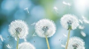 创意草地露珠蓝天吹散的蒲公英