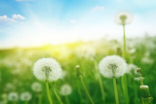 创意草地露珠蓝天吹散的蒲公英