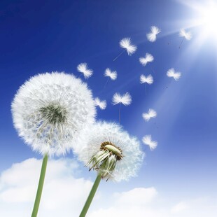 创意草地露珠蓝天吹散的蒲公英