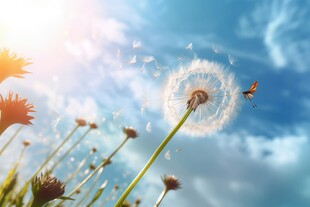 创意草地露珠蓝天吹散的蒲公英