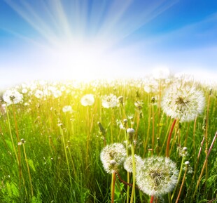 创意清晨吹散的蒲公英小伞种子