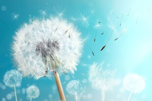 创意清晨吹散的蒲公英小伞种子