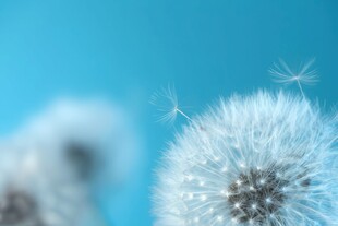 创意清晨吹散的蒲公英小伞种子