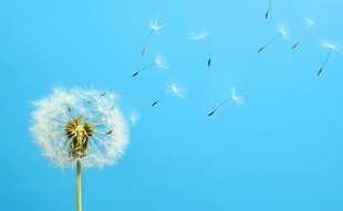 创意清晨吹散的蒲公英小伞种子