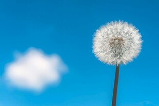 创意清晨吹散的蒲公英小伞种子