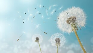 创意清晨吹散的蒲公英小伞种子