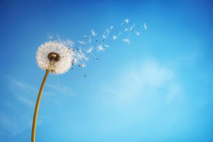 创意清晨吹散的蒲公英小伞种子