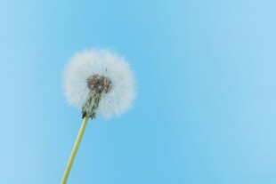 创意清晨吹散的蒲公英小伞种子