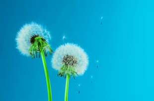 创意清晨吹散的蒲公英小伞种子