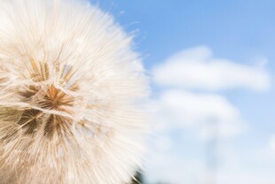 创意清晨吹散的蒲公英小伞种子