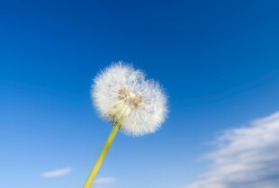 创意清晨吹散的蒲公英小伞种子