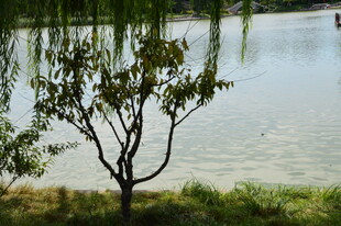 公园风景  