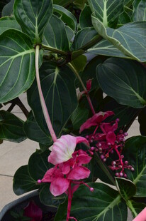 宝莲灯花  