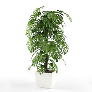 C4D模型 绿色植物