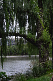公园风景 