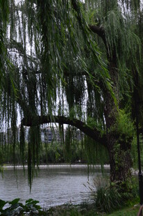 公园风景  