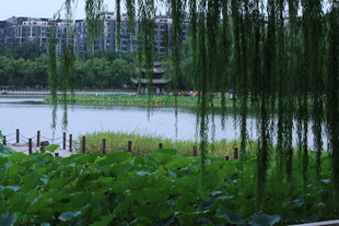 公园风景  
