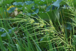 草菰花穗 