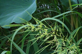 草菰花穗 
