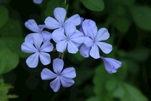 蓝雪花 