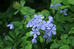 蓝雪花  