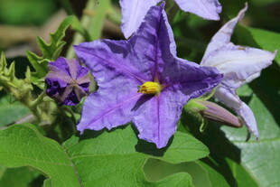 蓝花茄 