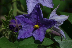 蓝花茄  