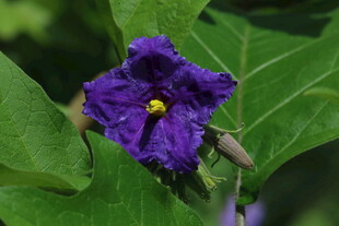 蓝花茄  